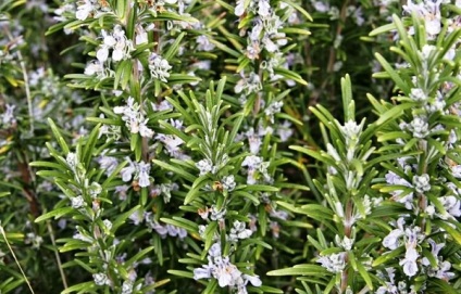 Rosemary fotó növények