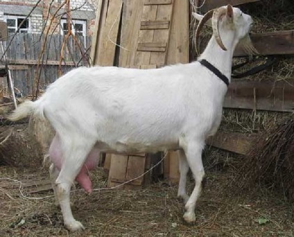 Orosz fehér kecske fajta leírását, jellemzőit, fotók