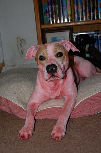 A legvidámabb színű kutya (fotók)