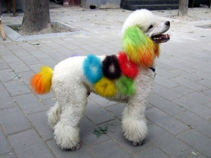 A legvidámabb színű kutya (fotók)