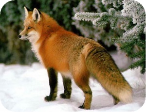 A legravaszabb állat - fox az állatvilágban
