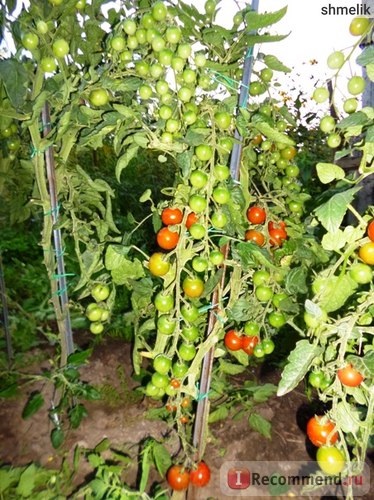 Paradicsommagok f1 Kish-mish piros nc magyar kert - „a legédesebb piros cseresznye„vélemény