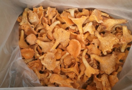 Főzni chanterelles fagyasztás előtt, és hogyan kell csinálni (jobbra) Főzni chanterelles fagyasztás előtt, és hogyan kell csinálni