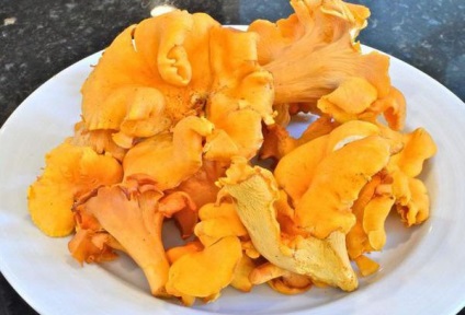 Főzni chanterelles fagyasztás előtt, és hogyan kell csinálni (elöl) Főzni chanterelles fagyasztás előtt, és hogyan kell csinálni