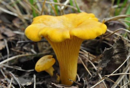 Főzni chanterelles fagyasztás előtt, és hogyan kell csinálni (elöl) Főzni chanterelles fagyasztás előtt, és hogyan kell csinálni