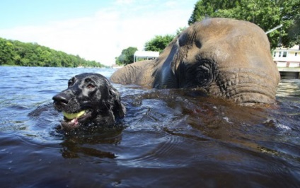 Elefánt összebarátkozott a kutya egy csodálatos történet a barátság a két állat (fotó, videó) - vegán