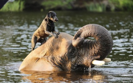 Elefánt összebarátkozott a kutya egy csodálatos történet a barátság a két állat (fotó, videó) - vegán