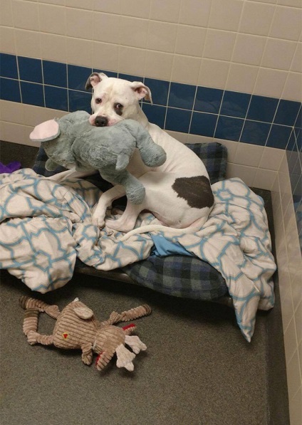 A kutyát egy menedéket, akinek egyetlen barátja volt a játék elefánt, végre talált egy otthon