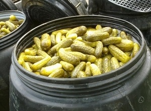 Pickles hordókban télen