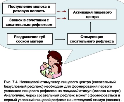 Szopás reflex csecsemőkben hiányzik vagy gyenge szopás reflex