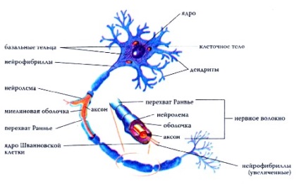 A készítmény és funkciója az emberi idegrendszer neuron, az agy, az autonóm idegrendszer