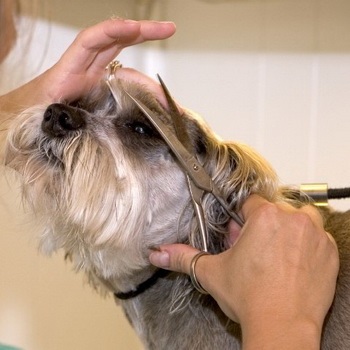 Hajvágás shih tzu fotó, hogyan lehet csökkenteni a Shih Tzu, video hajvágás és frizura Shih Tzu