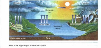 tulajdonságok biogeocenosis