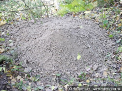 Cache, vagy az átmeneti megőrzési nychka