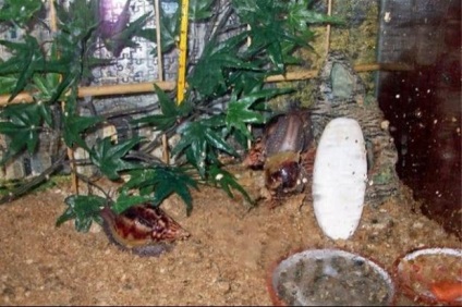 Terrárium csigákat Achatina díszítik a belső, belsőépítészet