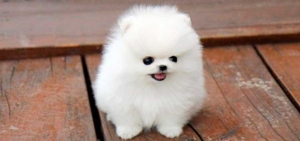 Top 10 legnépszerűbb kistestű kutya a világon, csodálatos Svit tvarin