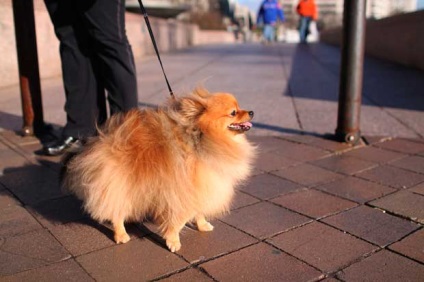Top 10 legnépszerűbb kistestű kutya a világon, csodálatos Svit tvarin