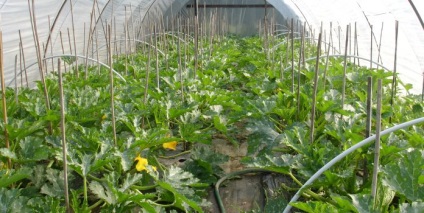 Növekvő cukkini üvegházban feltételek az ültetés és gondozás