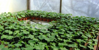 Növekvő cukkini üvegházban feltételek az ültetés és gondozás