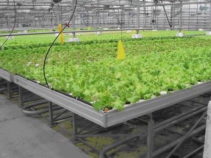 Zöldek az üvegházban termesztése üzleti évben