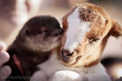 30 hihetetlen történetek a barátság között állatfajok