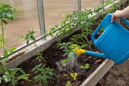 9 tipp, ami segít növekedni rekordtermés paradicsom a kertben ()