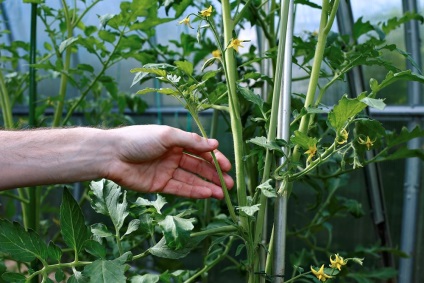 9 tipp, ami segít növekedni rekordtermés paradicsom a kertben ()
