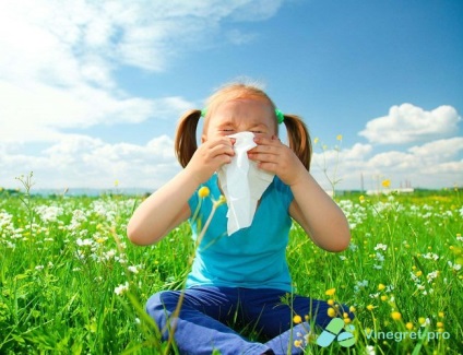 Pollen allergia tünetei, kezelése népi jogorvoslat