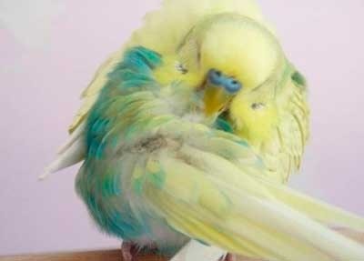 Allergiás a papagájok gyermekeknél és felnőtteknél, tünetek, kezelés