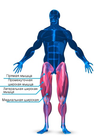Anatomy of a láb izmait, és gyakorlatok a láb izmait