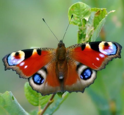 Butterfly páva fotó leírás Report videó lárva terület információs üzenetet