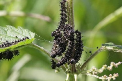 Butterfly páva fotó leírás Report videó lárva terület információs üzenetet