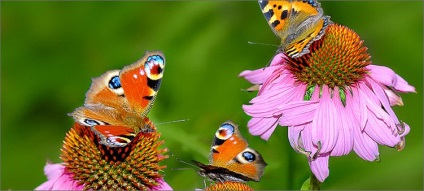 Butterfly páva külleme és mit eszik