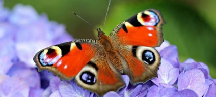 Butterfly páva külleme és mit eszik