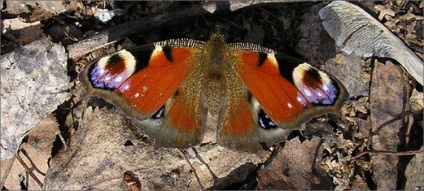 Butterfly páva külleme és mit eszik