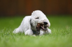 Bedlington Terrier
