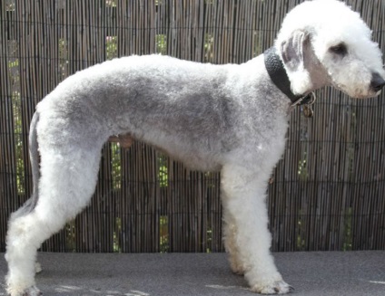 Bedlington Terrier fotó, fajta leírás, képességgel, video (nagyon jó úszók) Bedlington Terrier fotó, fajta leírás, karakter, videó