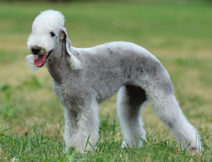 Bedlington Terrier fotó, fajta leírás, képességgel, video (rock) Bedlington Terrier fotó, fajta leírás, karakter, videó