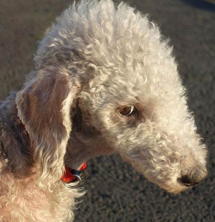 Bedlington Terrier fotó, fajta leírás, képességgel, video (Bedlington terrier) Bedlington Terrier fotó, fajta leírás, karakter, videó