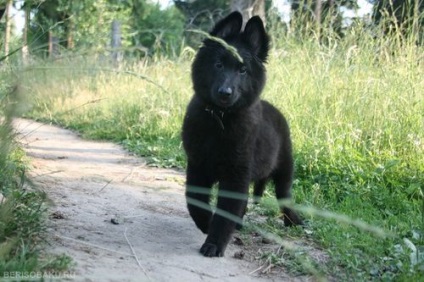 Belga juhászkutya Groenendael fotók, kutyafajta leírását és árát