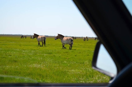 Felbecsülhetetlen ötletek egy utat a park Askania-Nova