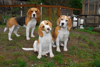 Beagle kép beagle
