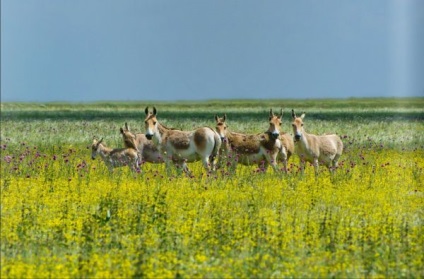 Bioszféra Rezervátum Askania Nova (járat) Bioszféra Rezervátum Askania Nova