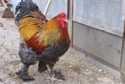 Tyúkok kuropatchataya leírás csirke fajták képekkel (videó)