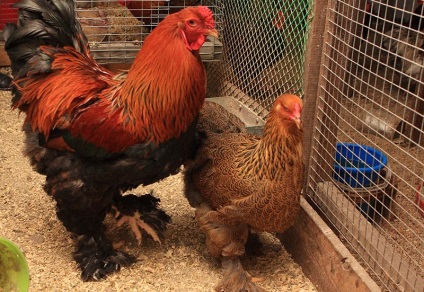 Tyúkok kuropatchataya leírás csirke fajták képekkel (videó)