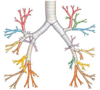 A hörgő lélegzetet típusú és alakú kóros légzési