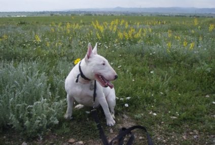Bull Terrier - leírása, fotók, az ár és óvodai ellátást, „így mancs”