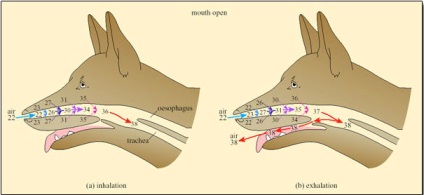 A veszélyes brachycephaly hőszabályozás és a légzés - Miért akar egy férfi kutya