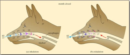A veszélyes brachycephaly hőszabályozás és a légzés - Miért akar egy férfi kutya