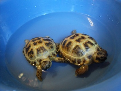 Teknős - az érvek és ellenérvek (teknős) Turtle - érvek és ellenérvek